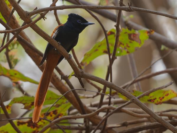 <h3><a href="/trips/gambia/biota/animalia/chordata/aves/040 passeriformes/053 monarchidae/terpsiphone viridis/terpsiphone viridis-nl.html">Terpsiphone&nbsp;viridis</a> / African&nbsp;paradise&nbsp;flycatcher / Afrikaanse&nbsp;paradijsmonarch</h3>OM-1 Mark II met OLYMPUS M.150-400mm F4.5 TC, 1/2000 sec  bij F5.6, ISO 3200, afstand 6.26&nbsp;m